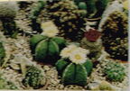 Palmengarten